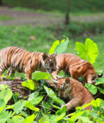 Wisata Virtual Jadi Sajian Hiburan dari Kebun Binatang Ragunan di Masa Pandemi