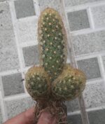 Kaktus Berbentuk Penis Ini Laku Dilelang dengan Nilai Tinggi, Begini Alasannya