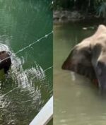 Gajah Mati Karena diberi Makan Petasan, Perintah Buru Pelaku