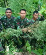 Ganja, Daun 'Terlarang' yang Sempat Dikonsumsi Bebas Oleh Masyarakat Indonesia!
