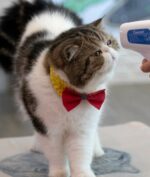 Kucing Positif Corona di Inggris Jadi Kasus Pertama, Kok Bisa?
