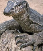 Demi Konten, YouTuber Ini Seret Biawak Hidup-Hidup di Aspal dengan Motor (foto: arenahewan.com)