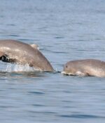 Pesut Mahakam "Nyasar" di Sungai Kalimantan Timur, Kok Bisa? (foto: mongabay.com)