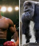 Mike Tyson Ingin Duel dengan Gorilla, Siap Keluarkan Uang Hingga Ratusan Juta