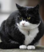 Kucing Kementerian Luar Negeri Inggris Ini Pensiun, Emang Apa Kerjanya? (Foto: AP Photo)
