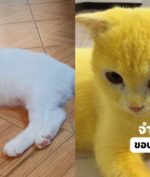 Kucing Ini Menjadi Berwarna Kuning, Apa Penyebabnya?