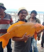 Ikan Mas Raksasa Seberat 15 Kg Ditemukan di Danau Toba, Warga Setempat Kaitkan dengan Bencana (facebook/juliarson saragih)