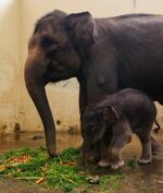 Covid Jadi Nama Bayi Gajah yang Baru Lahir, Seperti Apa Wujudnya?