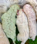 Anjing Langka Terlahir dengan Bulu Berwarna Hijau (via Reuters)
