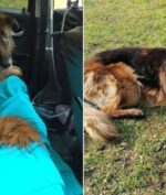 Dikubur Hidup-hidup Pemilik, Anjing Ini Berhasil Selamatkan Diri!