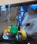 Mario Kart Live : Home Circuit, Saat Kucing dan Anjing Peliharaan Adalah 'BOSS' Utama!