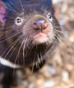Tasmanian Devil Muncul Lagi di Australia Setelah 3.000 Tahun Menghilang!