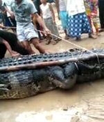 Buaya Raksasa Seberat 700 Kilogram Berhasil Ditangkap!