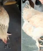 Ayam Aneh Ini Suka Menyantap BAUT Sebagai Makanan Sehari-Hari