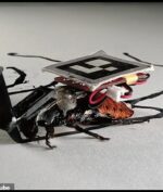 "Kecoak Cyborg" Diciptakan Para Ilmuwan dari Jepang Untuk Lakukan Tugas Ini