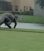 Aligator Raksasa Mirip Godzilla Tertangkap Kamera di Sebuah Lapangan Golf!