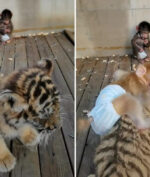 Fenomena Unik Bayi Monyet yang Bersahabat dengan Anak Macan