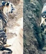 Macan Langka Ditemukan di India, Didominasi Warna Hitam Macan Tersebut Cuma Berjumlah Puluhan (SOUMEN BAJPAYEE/CATERS NEWS)