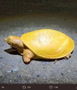 Kura-Kura Berwarna Kuning Viral, Kenapa Bisa Begitu?