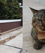 Hilang 3 Hari, Kucing Ini Kembali ke Pemilik Membawa Tagihan Hutang!