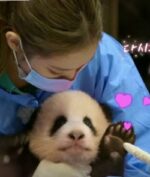 Blackpink Diinvestegasi Karena Seekor Panda, Kok Bisa?