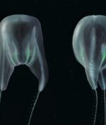 "Balon Bertali" Muncul di Bawah Laut, Ini Penampakkannya