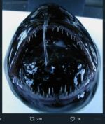 Ikan Aneh Mirip Alien Ditemukan Nelayan Pada Jaringnya, Ngeri! Seperti Apa Bentuknya?