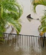 Hiu Muncul di Halaman Rumah Saat Banjir, Kok Bisa?