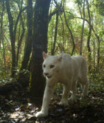 Puma Putih "Super Langka" Tertangkap Kamera, Begini Wujudnya! (Foto: National Geographic/ICMBIO)