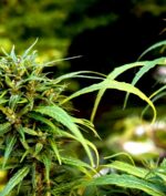 Ganja Diizinkan PBB, Iwan Fals dan Tuan Tigabelas Respon Begini
