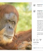 Orangutan Tertua di Dunia Tutup Usia, Netizen Berduka