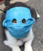 Kasus Corona Pada Hewan, Anjing dan Kucing Juga Bisa Tertular Covid
