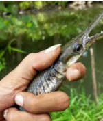 Ikan Aligator dari Benua Amerika Serang Sungai di Jogja!