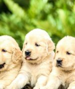 Pasang Foto Anjing Bikin Lebih Cepat Match di Tinder, Jomblo Wajib Tau!