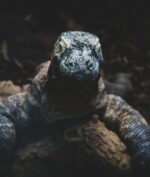 Komodo Bukan Dari Indonesia? Ini Penjelasannya!