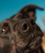 Anjing Bisa Deteksi Covid-19 Dari Bau Urine, Akurasi Capai 96 Persen