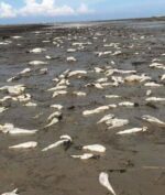 Ribuan Ikan Mati Terdampar di Pantai Batu Bara Sumatera Utara, Penyebabnya Masih Misterius!