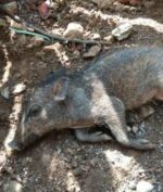 Babi Ngepet Ternyata Cuma Hoaks Dari Seorang Ustad, Apa Motifnya?