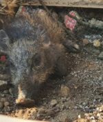 Babi Ngepet Depok: Kenapa Orang Indonesia Masih Sangat Percaya Hal Mistis?
