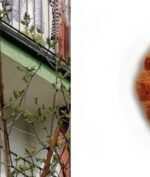 Binatang Asing Bikin Warga Ini Takut Buka Jendela, Seminggu Kemudian Ia Mengetahui Kalau Itu Kue Croissant!