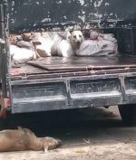 Posko Penyekatan Larangan Mudik Gagalkan Penyeludupan Anjing Untuk Konsumsi Manusia!