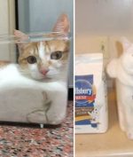 Kenapa Kucing Suka Masuk Atau Berada di Atas Kotak?