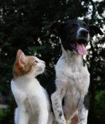 Ratusan Kotak Misteri Berisi Anak Anjing Mati Ditemukan di China