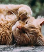 Korea Utara Musnahkan Kucing dan Merpati, Apa Alasannya?