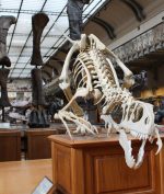 Spesies Baru Dinosaurus Ditemukan, Salah Satu yang Terbesar