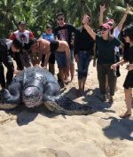 Penyu Terbesar di Dunia Ditemukan Terdampar di Sulawesi Utara