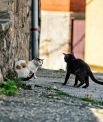Turis Jepang Dideportasi Dari Turki Usai Menculik dan Menyantap Anak Kucing