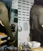 Gajah Hutan Masuk Rumah Warga untuk Cari Makan; Mirip Layanan Drive-Through Restoran Cepat Saji