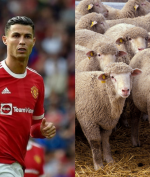 Ronaldo Pindah Rumah Gara-Gara Domba Berisik