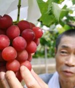 Anggur dari Jepang Ini Terjual dengan Harga Fantastis, Rp168 Juta!